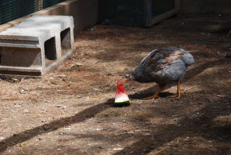 watermelonday019.jpg