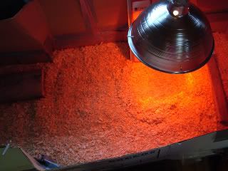 TopdownviewofBrooder-1.jpg