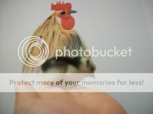 chick038.jpg
