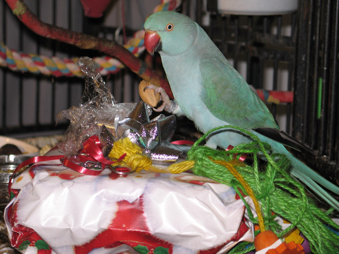 Bettie%20Christmas.jpg