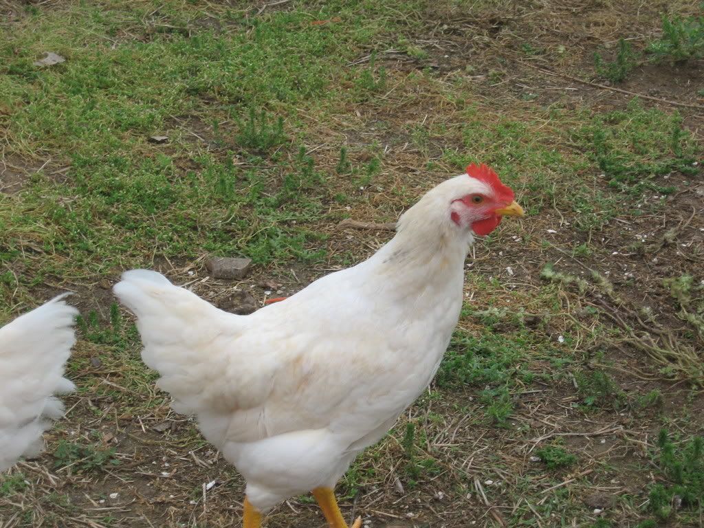 4-12-08086.jpg