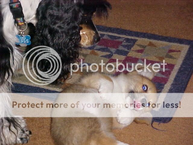 Minipuppy1.jpg