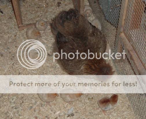 BiscuitandOrpingtonchicks.jpg