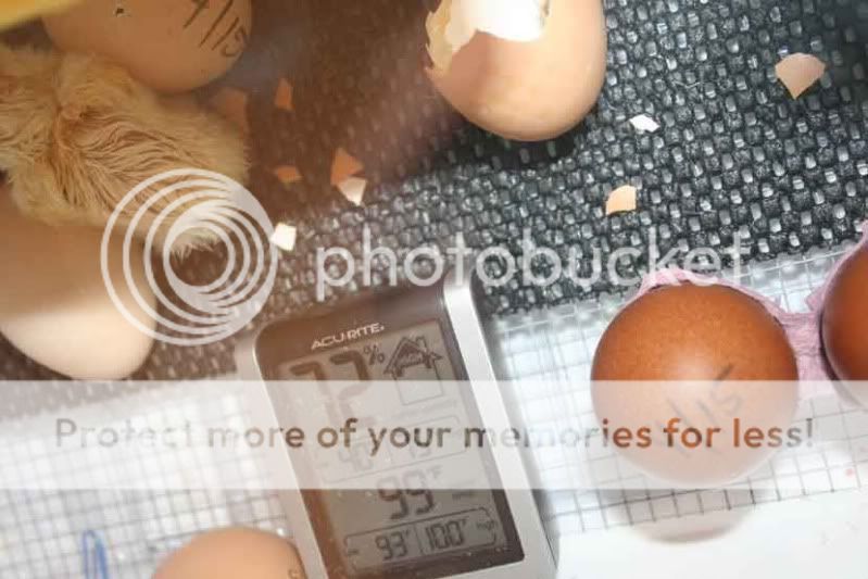 May5hatch2.jpg