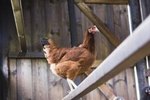The Best Ground Cover for a Chicken Coop