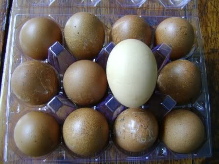rejecteggs.jpg