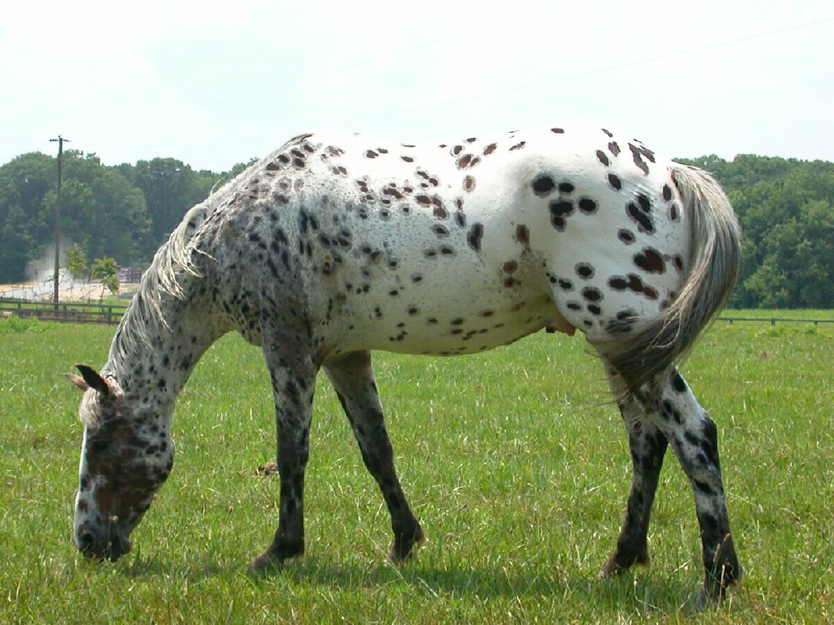 appaloosa.jpg