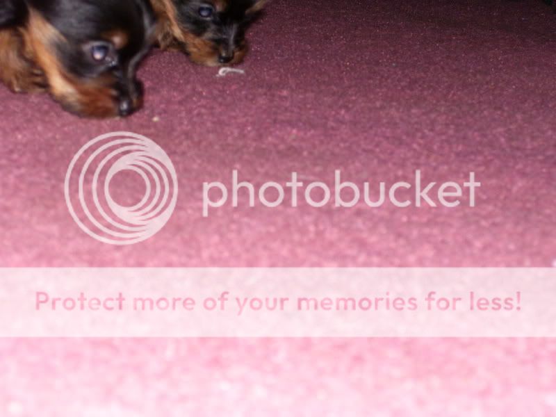 Puppies011.jpg