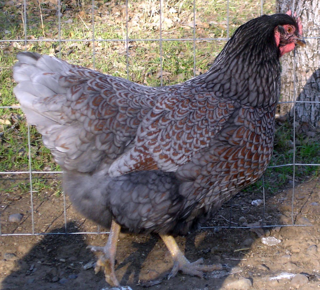 bf0d3327_bestbluepullet2011.jpeg