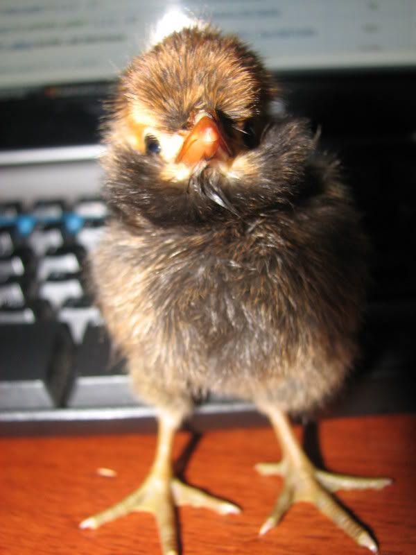 cacklechicks046.jpg