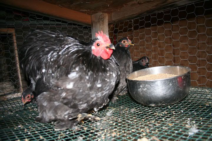 olderblueandmottledcochins011408.jpg