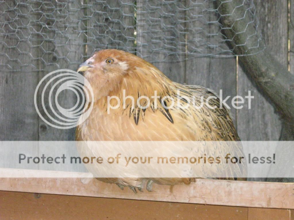 NewChickensAugust8th2010046.jpg