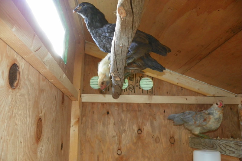 bantys-on-roost.jpg