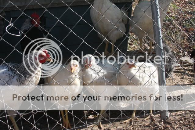 chickens0110018.jpg