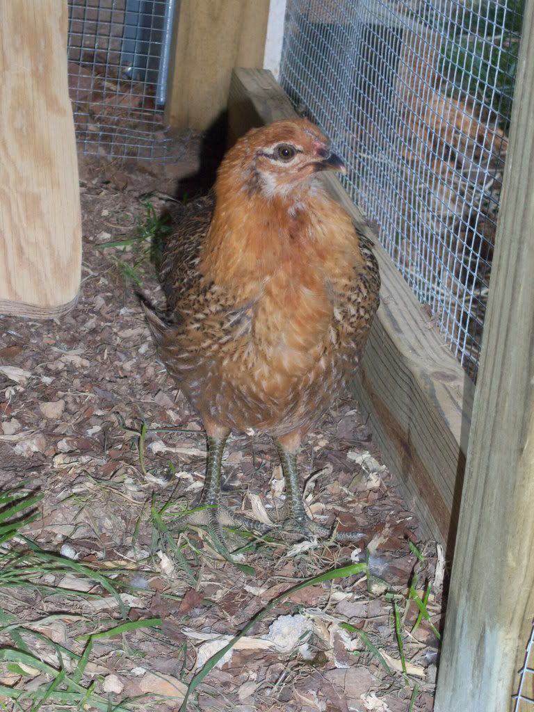 taraschicks010.jpg