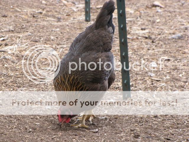 IMG_3821.jpg