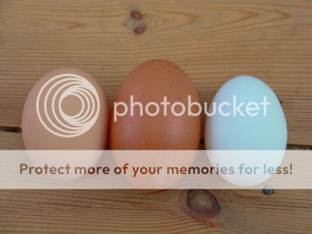 eggs.jpg