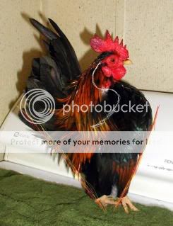 SVShapeonaseramacock.jpg