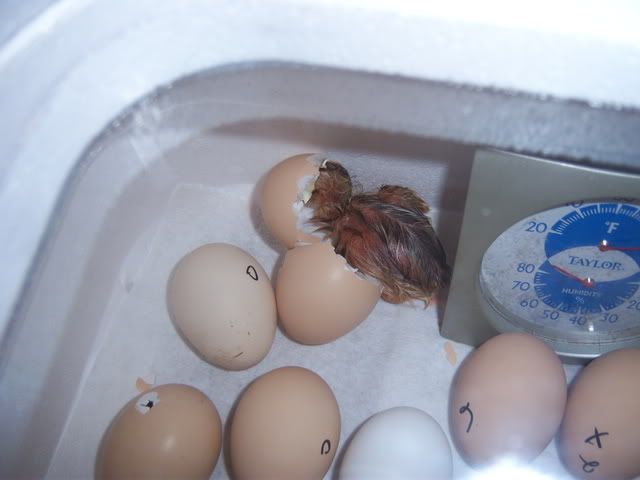 Firstpeep002.jpg