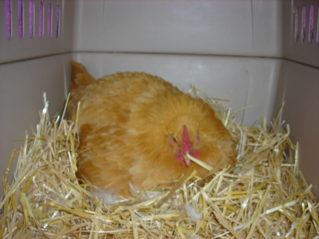 DSCN2356.jpg
