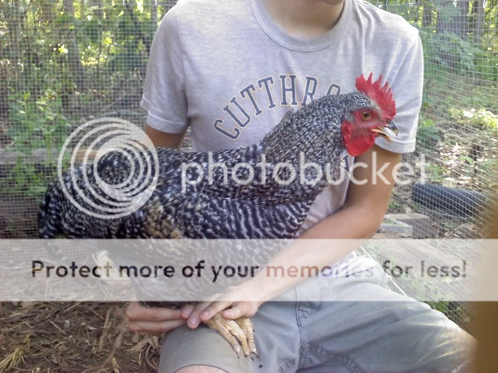 youngermixedrooster6-18-11.jpg