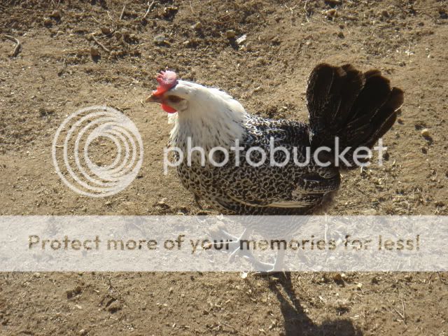 Egyptian Fayoumis And Orpingtons Backyard Chickens Learn How To