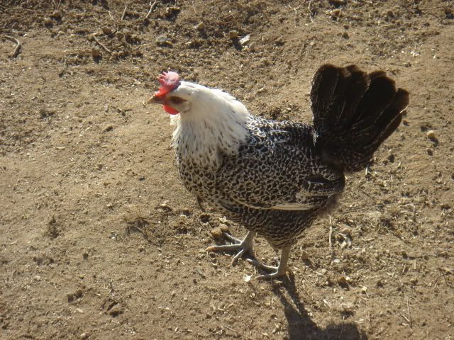 Egyptian Fayoumis And Orpingtons Backyard Chickens Learn How To