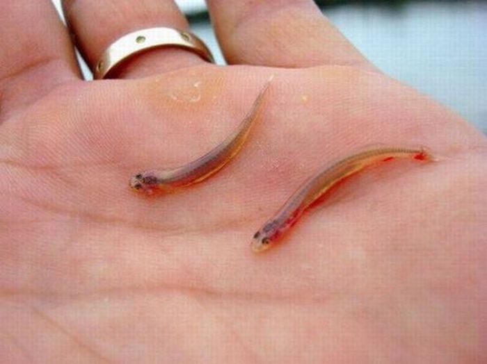 candiru_fish_06.jpg