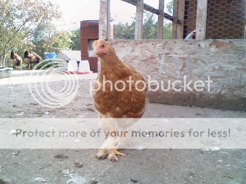 chicken1.jpg