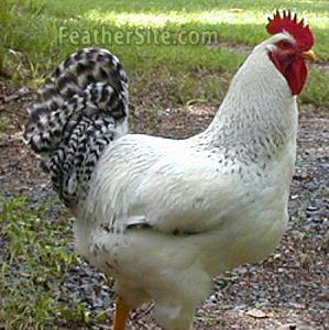 DelawareRooster.JPEG
