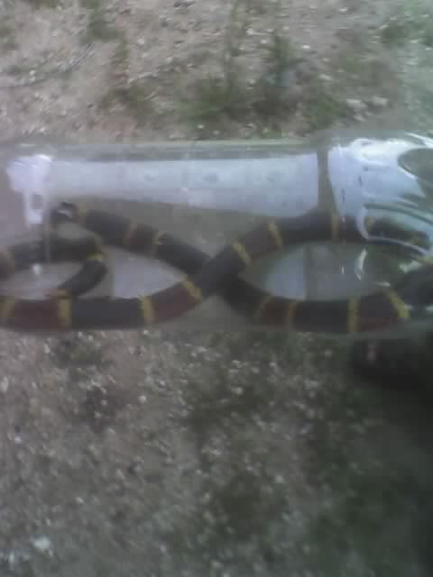 coralsnake.jpg