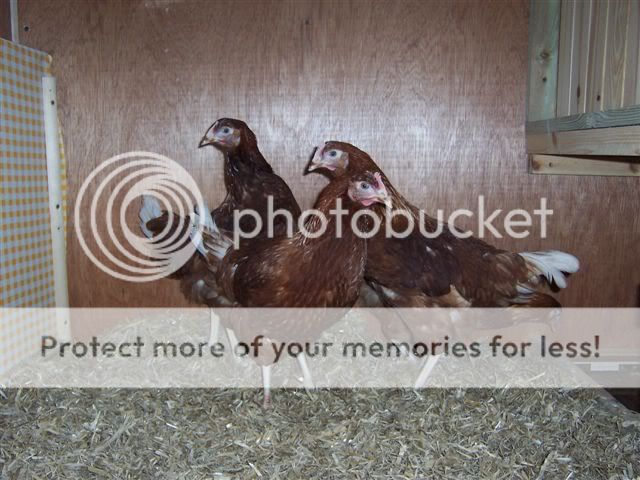 100_5533.jpg