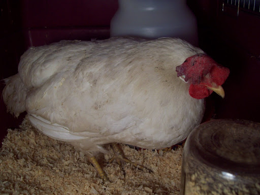 100_2845.JPG