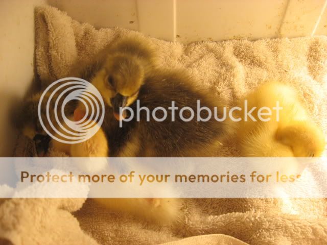 goslings063.jpg