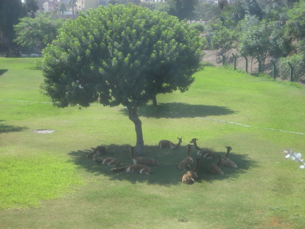 vicuna6.jpg