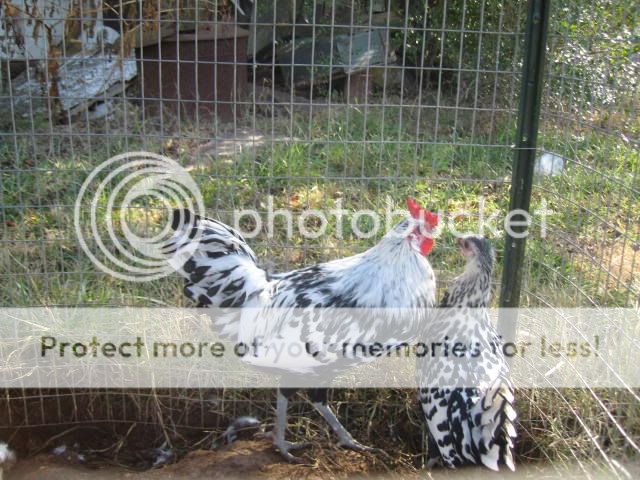 Chickens012.jpg