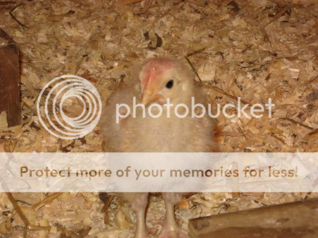 IMG0796_227.jpg