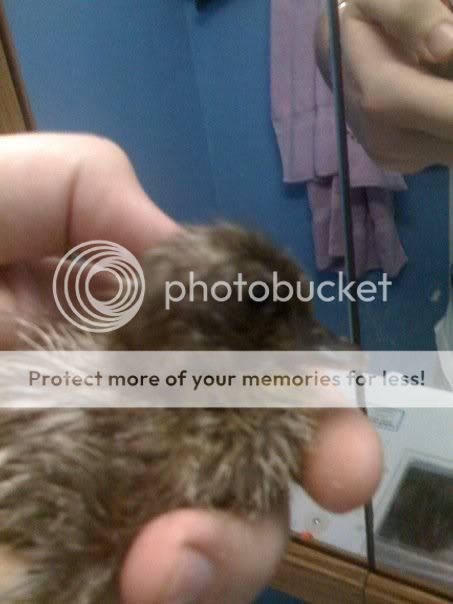 duck3.jpg