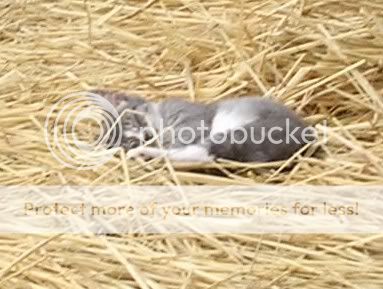 SleepInHay1.jpg