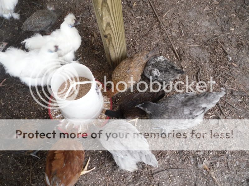 chickens035.jpg