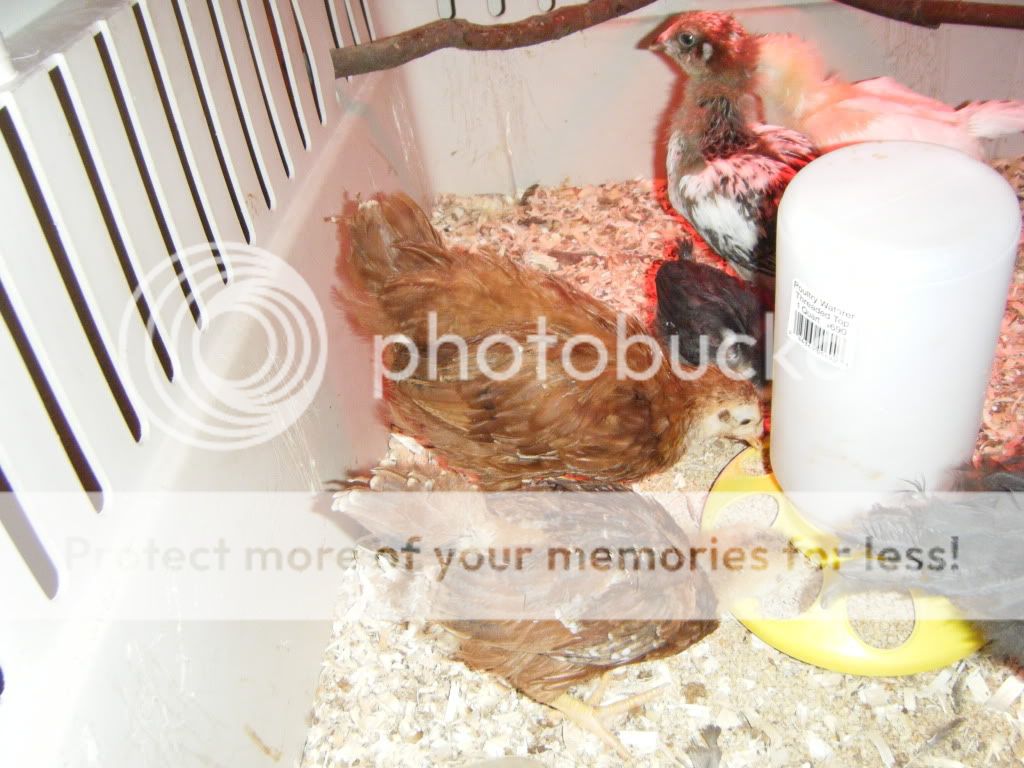 DSCF4767.jpg