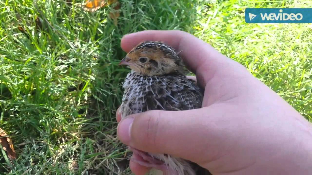 Baby quail update! 4 weeks old! - YouTube