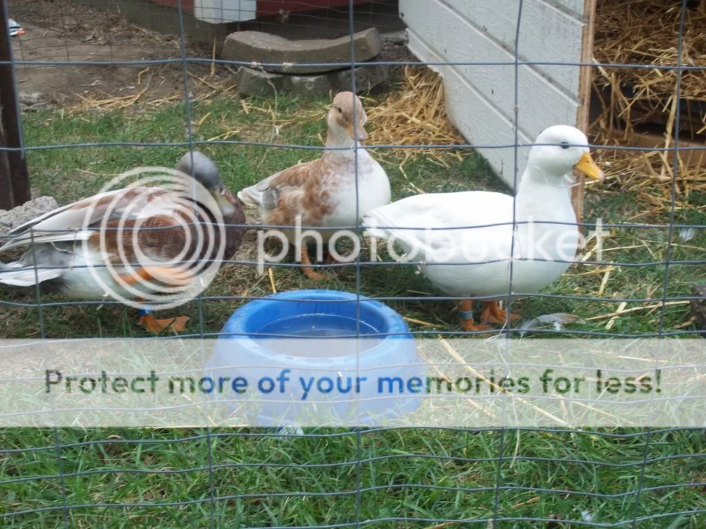 CallDucks021.jpg