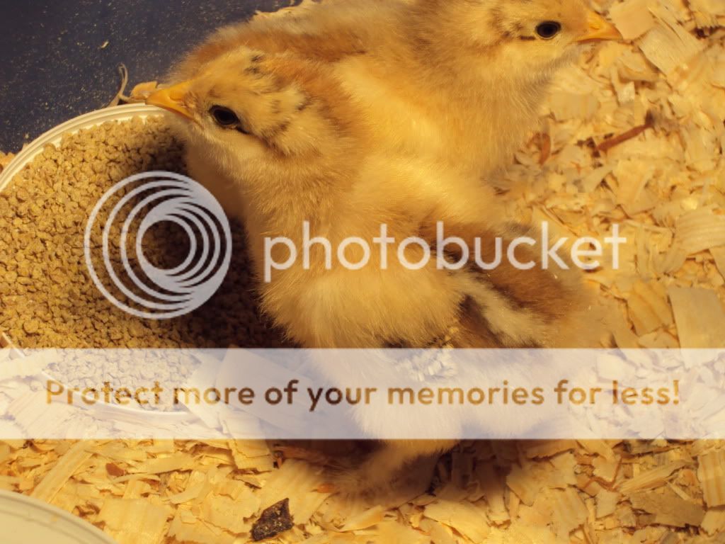 ChickPicks062.jpg