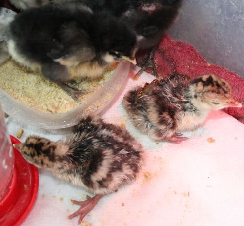 turkeypoults2.jpg