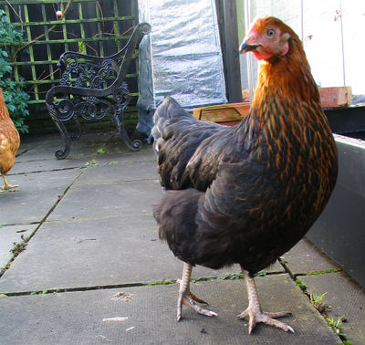chicken.png
