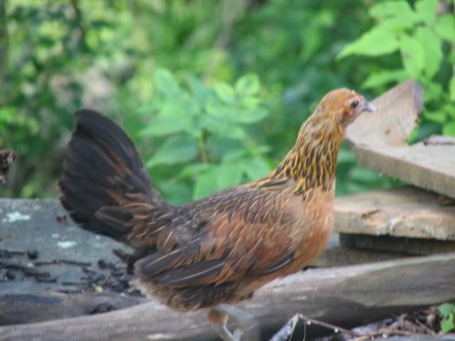 rapanuihen.jpg