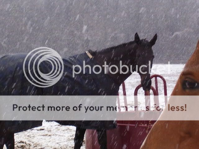 snow08014.jpg