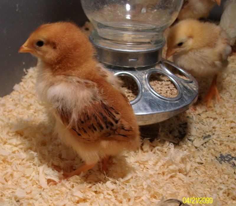 chicksday9003.jpg