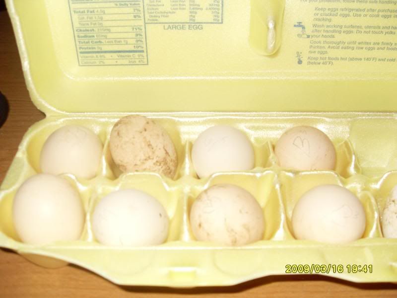 EGGCARTON.jpg